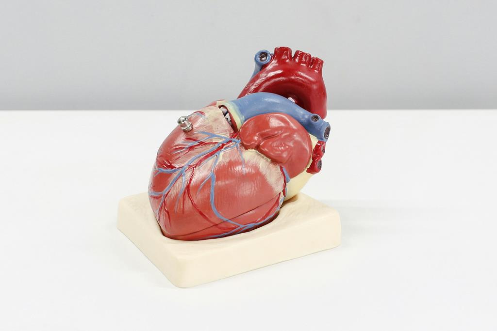 coração humano modelo