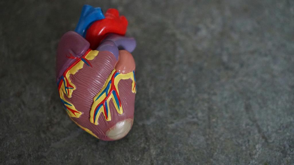 representação de um coração humano
