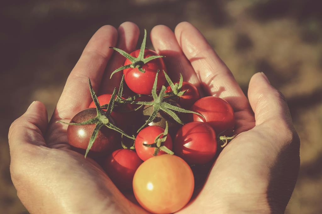 mão cheia de tomates cerejas para hidratação