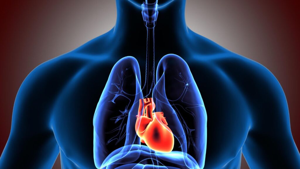 imagem 3d de um torax